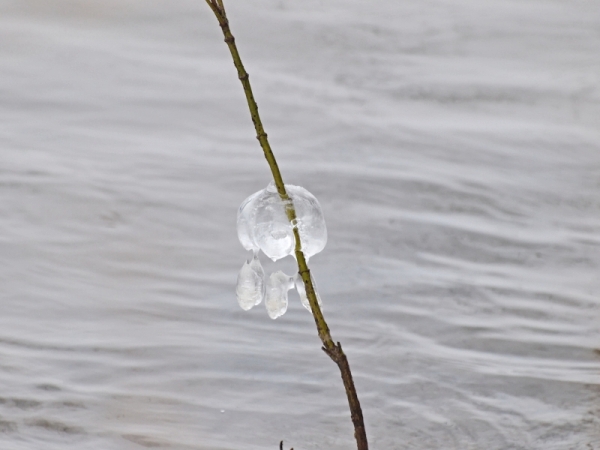 Gouttes gelées.jpg